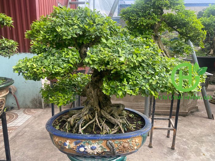 cay-hoa-nguyet-que-bonsai